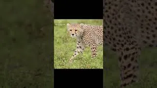 Thumbnail: Cat Mood Switch in 1 Second #Shorts #Cats #Animals #wildlife #wildlifedocumentary