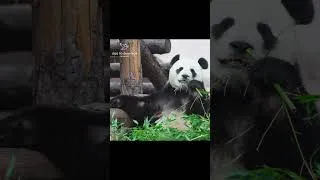 Thumbnail: Panda vs Bamboo (Easy Win) #Shorts #Panda #Animals