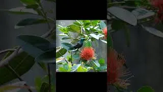 Thumbnail: The Most Beautiful Bird Moment Today #Shorts #Birds #Nature