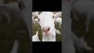 Thumbnail: This Goat Came Too Close (Curious Moment) #Shorts #Animals #Nature  #wildlife #WildlifeDocumentary