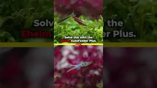 Thumbnail: The Secret to Crystal Clear Aquarium Water!