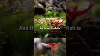 Thumbnail: The 3 Freshwater Fish Almost Every Aquarium Starts With