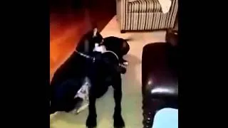 Thumbnail: Chihuahua attacks Pitt Bull