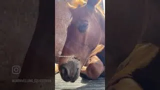 Thumbnail: When you are feeling really snoozy 😴 Sleepy cute foal. #foalcuteness