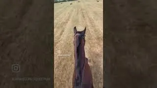 Thumbnail: Cross Country countdown in the field will never get boring with the old boy. 🏇
