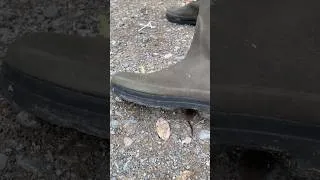 Thumbnail: There’s A Shrew Under My Shoe! 🤣 Just giving a Shrew a place of safety from a cat. #littleshrew