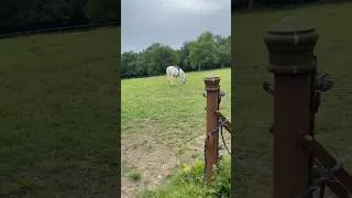 Thumbnail: When The Horse Does A Runner 🙄🤣🐎 #horselife