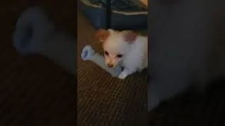 Thumbnail: Gigi loves to Play