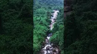 Thumbnail: Tranquil Forest Brook Sounds for Relaxation
