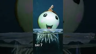 Thumbnail: Onion Bulb Rooting in Water Time-Lapse