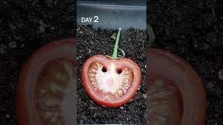 Thumbnail: Tomato Slice on Soil Time-Lapse: Rot or Rise?