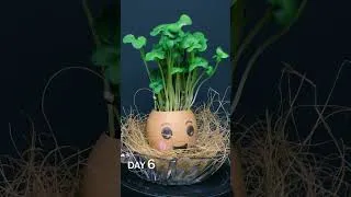 Thumbnail: Egg-cellent Sprouting Time-Lapse