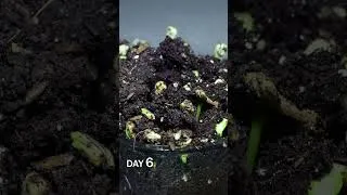 Thumbnail: Sunflower Microgreen Growing Time-Lapse