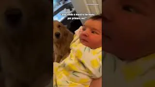 Thumbnail: perros conociendo a su hermana humana por primera vez #animales #dog #goldenretriever