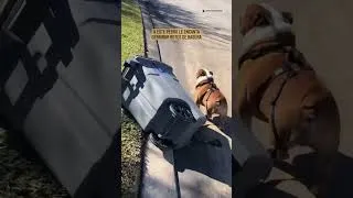 Thumbnail: Charlie tiene un pasatiempo unico 😂😂 #perros #bulldog #funnyanimals (IG: therealtrashcancharlie)