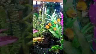 Thumbnail: Feeding Discus
