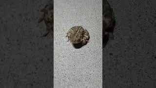Thumbnail: Gotta watch where I step loitering toads at work