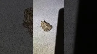 Thumbnail: Fat As Toad At Work #nature #toad #toadllyawesome