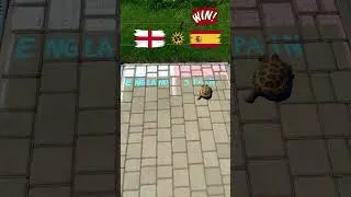 Thumbnail: Turtle Prediction of the Euro 2024 Final Winner - Spain vs England #euro2024