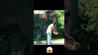 Thumbnail: The elephant in the Yala Reserve who deals with humans with love and compassion🤩