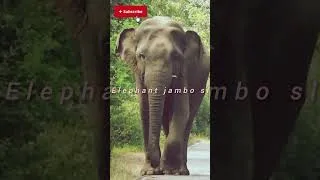 Thumbnail: An elephant 🤩