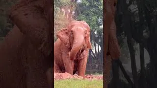 Thumbnail: Elephant enjoy her live #elephant #maemon #muddy