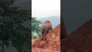 Thumbnail: Elephant land slide #elephant #wanmai #babyelephant