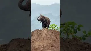 Thumbnail: Elephant enjoy Sand  & Rain #elephant #muaylek