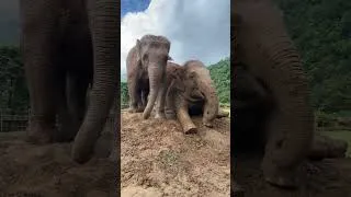 Thumbnail: Two elephants enjoy the mud #elephant #herd #thongae