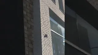 Thumbnail: Fire Alarms going off in LODO