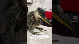Thumbnail: The woman’s husband jumped into the water to rescue a trapped bird by the river…#birds #rescue #fyp
