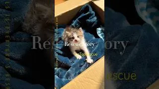 Thumbnail: When the woman got off work,she found a little kitten on her car…#kitten #rescue #cute #fyp #viral