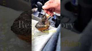 Thumbnail: A year ago,my friend and I found a baby robin in the wild…#robin #rescue #animals #bird #fyp #viral
