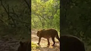 Thumbnail: Leopard in Yala Sri Lanka #shorts