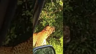 Thumbnail: Big Male Leopard in Yala National Park #shorts