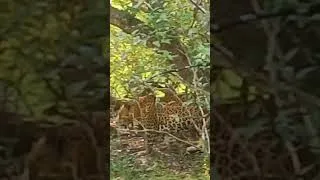 Thumbnail: Leopard #shorts