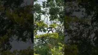Thumbnail: Leopard hunting a monkey in Yala National Park #shorts #leopard #leopardhunting