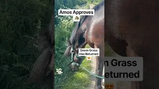 Thumbnail: 💚💚 #fyp #horsegirl #pony #equestrian #youtubeshorts