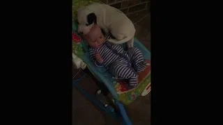 Thumbnail: We got a new puppy