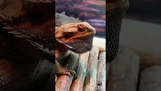 Thumbnail: Why Does Your Bearded Dragon Do This? #shorts #reptiles #beardeddragon