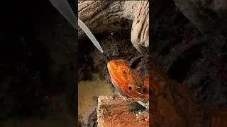 Thumbnail: Let Me Introduce You To My Chaos #shorts #reptiles #movingday