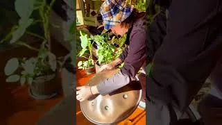 Thumbnail: Rooted in Rhythm | PlantWave & Handpan Journey
