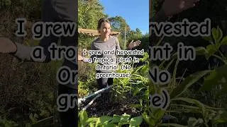 Thumbnail: I planted ginger in my Ontario garden and this is what happened