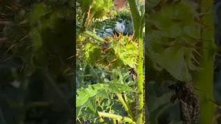 Thumbnail: Super quick intro to litchi tomatoes