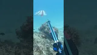 Thumbnail: Come Spearfishing with me 🔥 #spearfishing