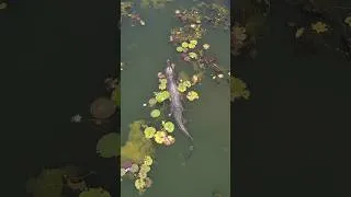 Thumbnail: A GIANT Salt Water Crocodile swimming sub surface! #crocodile #swamp