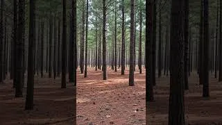 Thumbnail: Everything You Know about Hiking is Wrong  #bugout #hiking #forest #emergency #survival