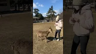 Thumbnail: Having such a fun time with the deers 🦌 #shorts #vlog #travel