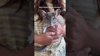 Thumbnail: Chinchillas are social & live in large groups in the wild, our pet chinchillas need friends too!