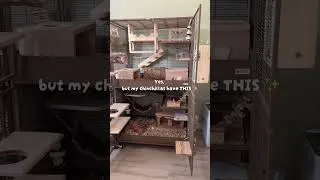 Thumbnail: Sometimes I’m not sure they should be kept as pets but I do the best I can for my rescue Chinchillas